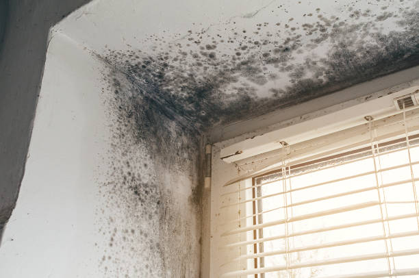Trusted Attic Mold Removal service in Purcellville, VA - Cheap Mold Removal